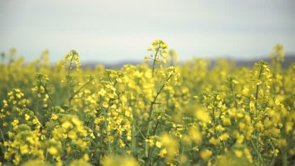 Gele wildflowers, bloeiende koolzaad veld — Stockvideo