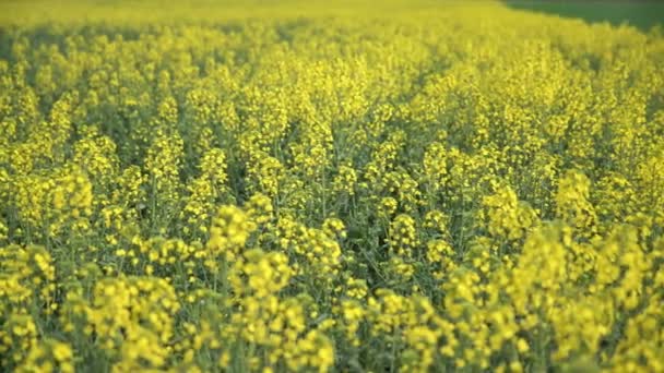 Gelbe Wildblumen, blühendes Rapsfeld — Stockvideo