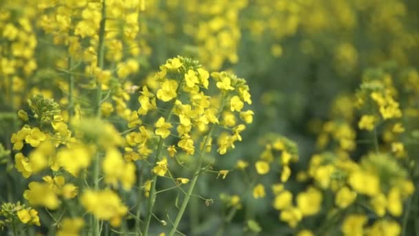 Flores silvestres amarillas, Campo de colza con flores — Vídeos de Stock