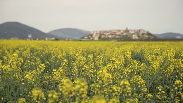 Κίτρινα αγριολούλουδα, ανθίζοντας ελαιοκράμβη πεδίο — Αρχείο Βίντεο