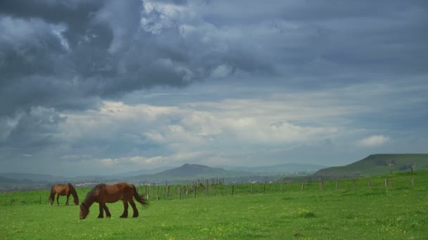 Koně na zelené trávě na pozadí horské krajiny — Stock video