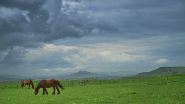 Caballos sobre hierba verde en el fondo del paisaje de montaña — Vídeos de Stock