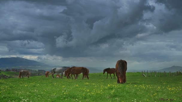 Caballos sobre hierba verde en el fondo del paisaje de montaña — Vídeos de Stock