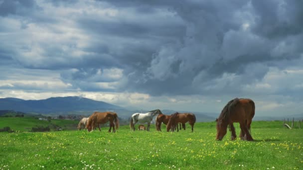 Chevaux sur herbe verte au fond du paysage montagneux 