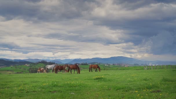 Caballos sobre hierba verde en el fondo del paisaje de montaña — Vídeos de Stock