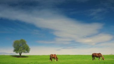 Grup yaz arazide atların