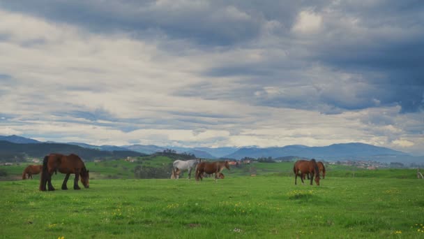 Cavalos na grama verde no fundo da paisagem da montanha — Vídeo de Stock