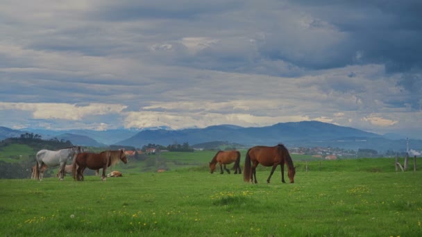 Konie na zielonej trawie w tle góry krajobraz — Wideo stockowe