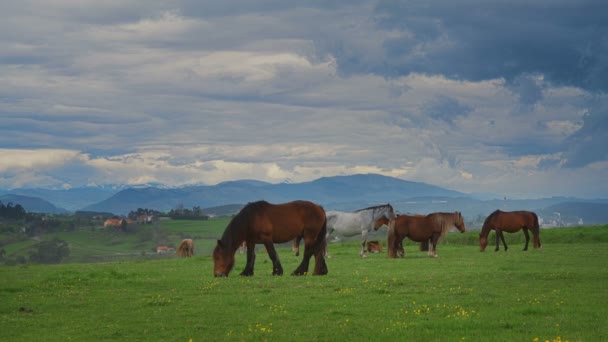 Лошади на зеленой траве на фоне горного ландшафта — стоковое видео