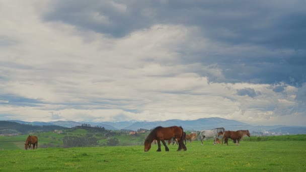 Caballos sobre hierba verde en el fondo del paisaje de montaña — Vídeos de Stock