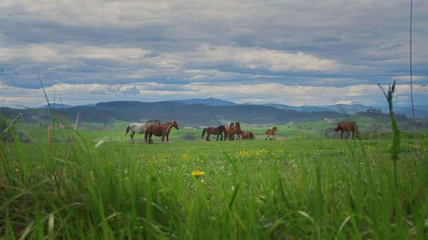 Cavalos na grama verde no fundo da paisagem da montanha — Vídeo de Stock