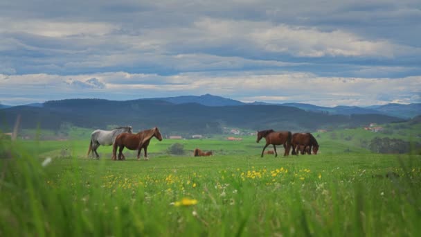 Dağ manzarası arka planda yeşil çimenlerin üzerinde atlar — Stok video