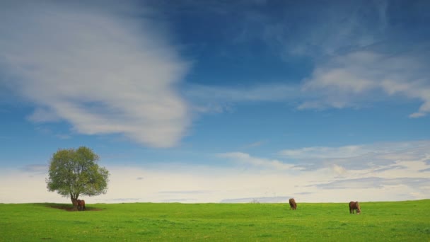 Grupo de caballos en los pastos de verano — Vídeos de Stock