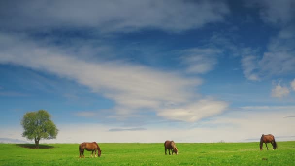 Grupo de caballos en los pastos de verano — Vídeos de Stock