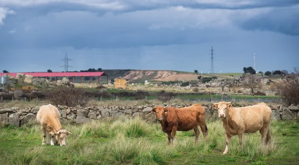 Vacas e touros em pasto, exuberante grama verde — Fotografia de Stock
