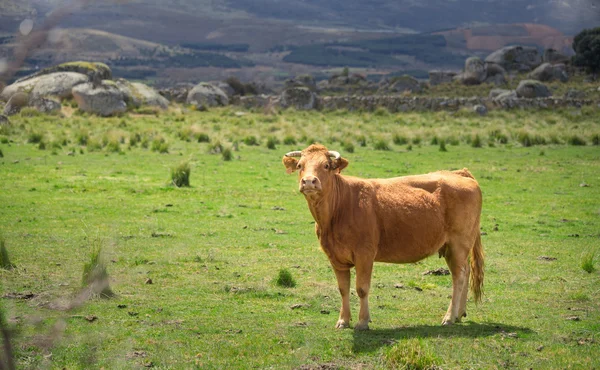 Vacas e touros em pasto, exuberante grama verde — Fotografia de Stock