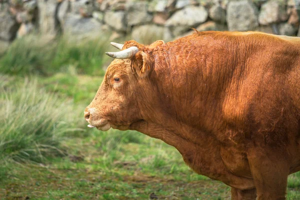 İnek ve Mera, yemyeşil yeşil çim üzerinde boğa