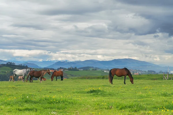Cavalos na grama verde no fundo da paisagem da montanha — Fotografia de Stock
