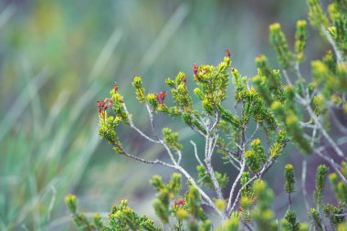 Yeşil bitki dal iğneler ile
