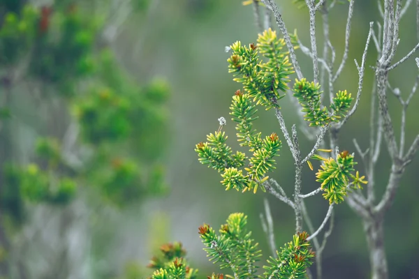 Grüne Pflanzenzweige mit Nadeln — Stockfoto