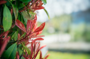 Bush kırmızı ve yeşil ile yakın bırakır