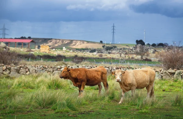 Vacas e touros em pasto, exuberante grama verde — Fotografia de Stock