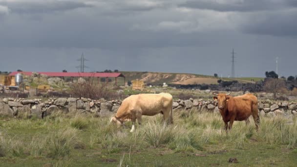 Koeien op de weide naast de weg — Stockvideo