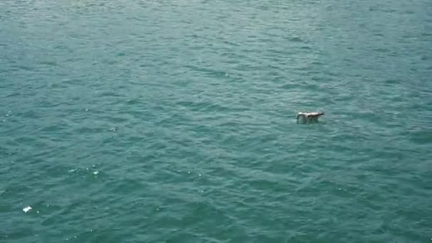 Suyun içinde oturan bir martı — Stok video