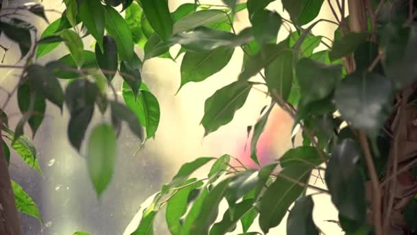 Planta con hojas verdes con cubierta de plástico transparente en el fondo — Vídeos de Stock