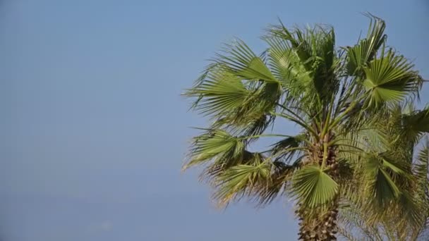 Palm Tree Crown se movendo com o vento — Vídeo de Stock
