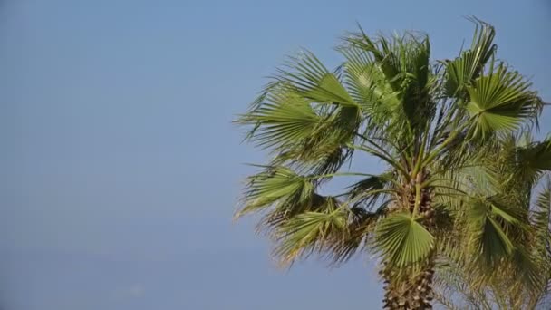 Couronne de palmier se déplaçant avec le vent 