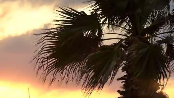 Palma, pohybující se s větrem se západem slunce na pozadí — Stock video