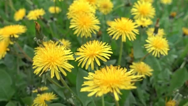 Moviéndose lentamente a través del campo de los dientes de león — Vídeos de Stock