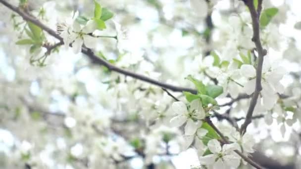 Повільно крупним планом вишневе дерево цвіте — стокове відео