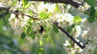 Bumblebee Pollinating elma çiçeği
