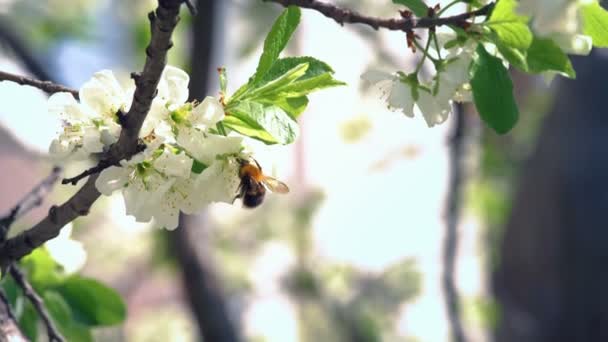 Abejorro polinizando flor de manzana — Vídeo de stock