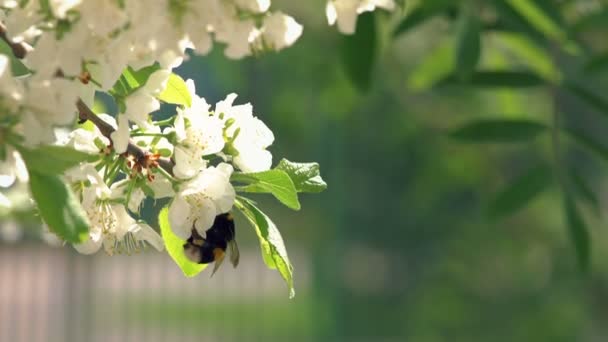 Humla pollinerande äppelblom — Stockvideo