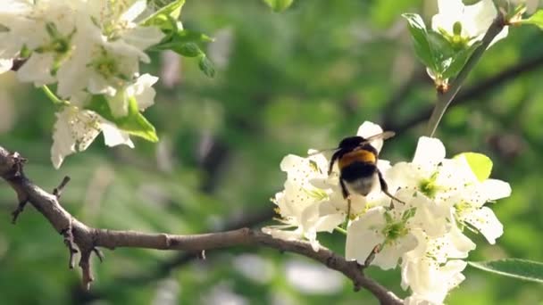 Bumblebee Pollinating Apple Blossom — Stock Video