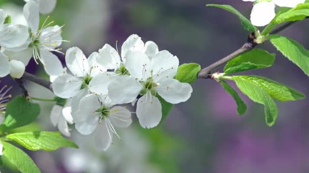 Macchina fotografica Lentamente falciare piegando fioritura ramo di albero di mele — Video Stock