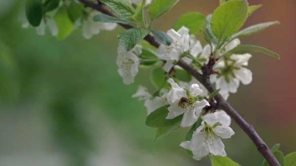 Macchina fotografica Lentamente falciare piegando fioritura ramo di albero di mele — Video Stock