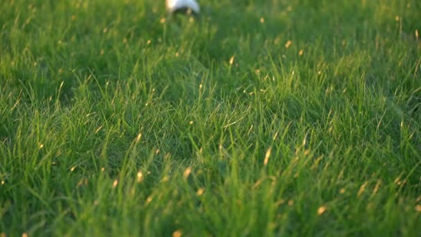 Woman Seen By Feet Only Walks On Green Grass — Stock Video