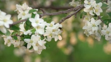 Kiraz ağacı çiçek Pollinating bir yaban arısı