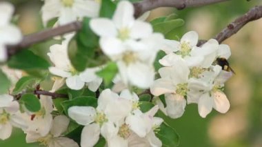 Kiraz ağacı Tozlaşmayı bir yaban arısı beyaz çiçekler