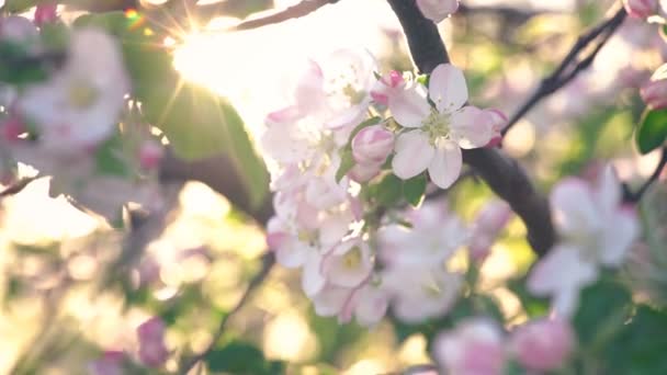 La fleur de cerisier bougée par le vent Fermer la vidéo — Video