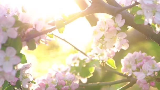Kirschblüte vom Wind bewegt Nahaufnahme Filmmaterial — Stockvideo