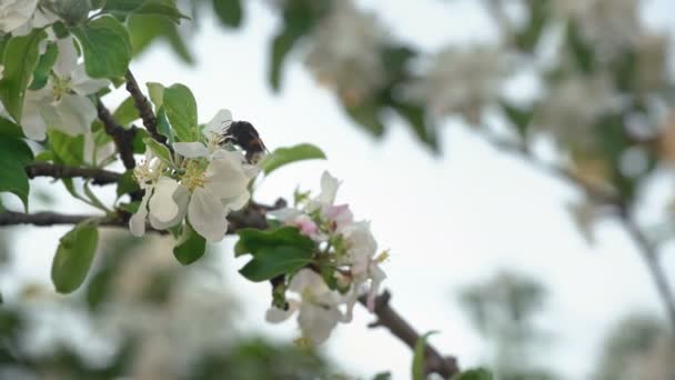 Trzmiel zapylających kwiaty wiśniowe drzewo — Wideo stockowe