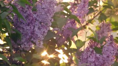 Günbatımı güneş parlıyor ile Lila çiçek