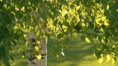 Rüzgar gibi titreyerek huş ağacı yaprakları
