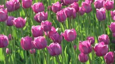 Biraz rüzgar sallanan mor laleler alan