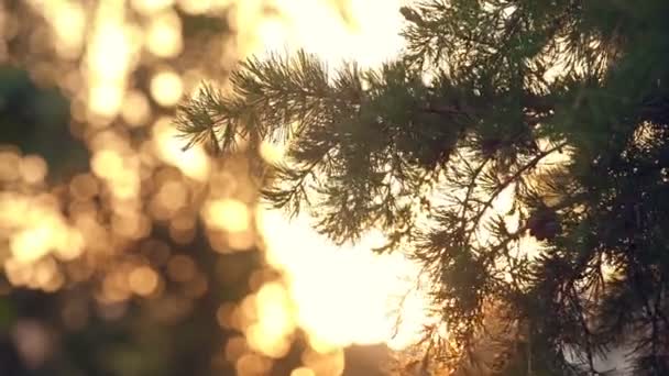 Zachód słońca słońce świeci przez gałąź drzewa sosnowego — Wideo stockowe